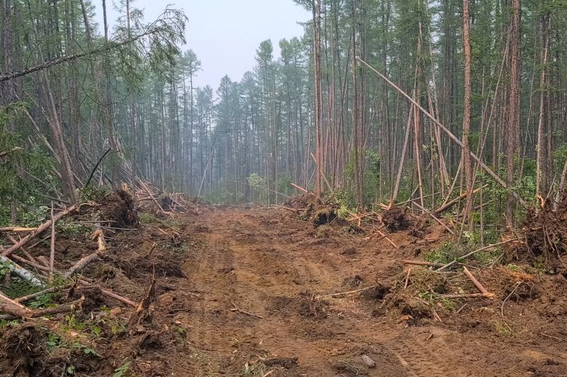 Undergrowth Removal in Katy, TX